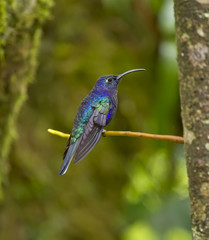 Male violet sabrewing