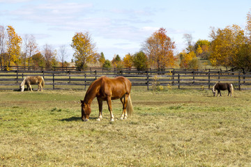 Brown Horse on American Countryside © maksymowicz