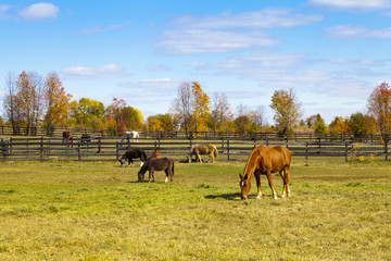 Brown Horse on American Countryside © maksymowicz