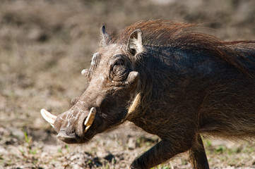 Running warthog