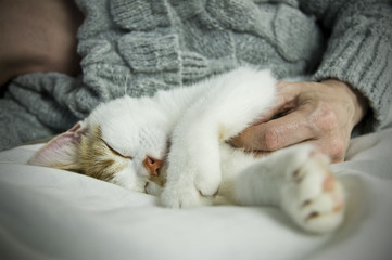 sleeping kitten on bed with owner