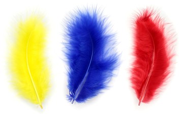 Yellow, blue and red feather