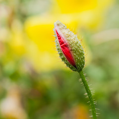 Primrose Backdrop