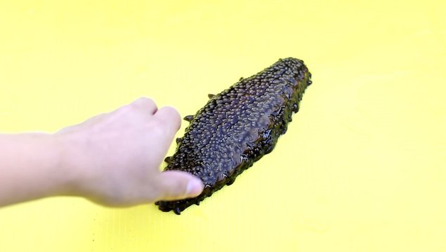 Trepang  (Holothuroidea, Stychopus, Cucumaria),