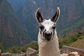 Obraz premium Alpaca at Machu Picchu