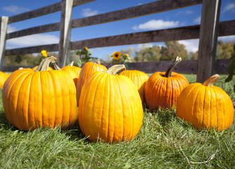Ripe pumpkins on grass