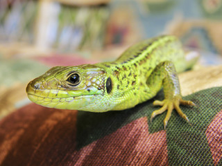 Sand lizard closeup