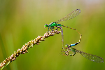 Common Blue Damselflies perched on a leaf breeding