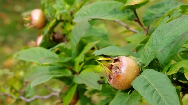 Mispel am Baum vid 01