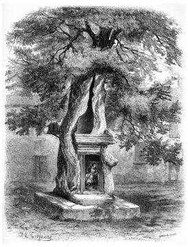 Elm of Salernes, France, vintage engraving.