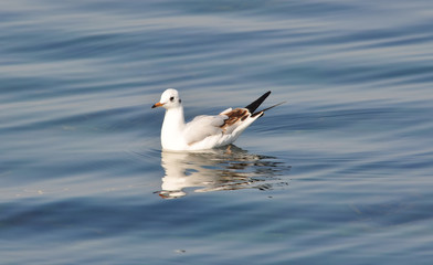 Seagull floating in calm water, Sevastopol, Ukraine