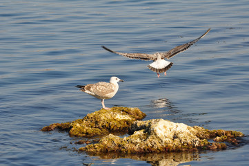 Two seagulls in juvenile plumage on a rock