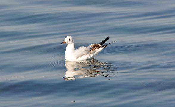 Seagull floating in calm water, Sevastopol, Ukraine