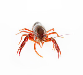 crayfish