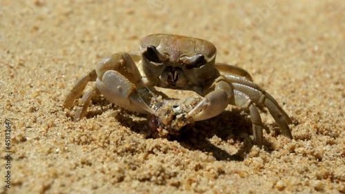 "Large crab eats a fish on the beach" Stock footage and royalty-free