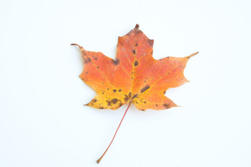 Autumn decoration with white sign