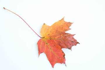 Autumn decoration with white sign