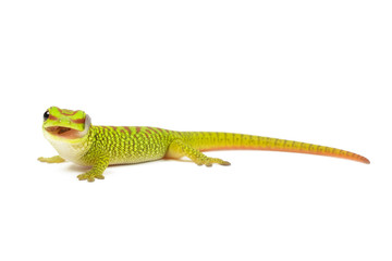 Madagascar day gecko on white background.