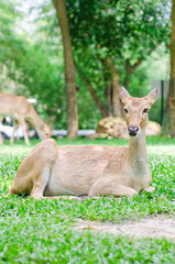 Female roe deer in a green field