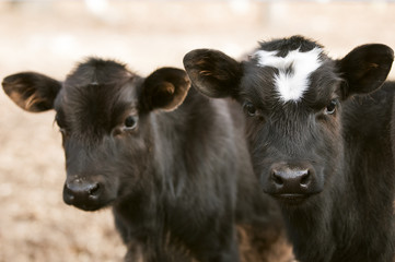Two young chocolate colored cows looking toward the viewer.