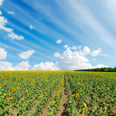 field with sunflowers and cloudy sky