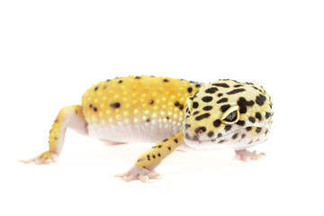 Leopard gecko on white background.