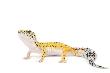 Leopard gecko on white background. - Powered by Adobe