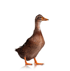 Domestic duck