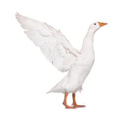 Domestic goose