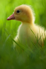 Domestic gosling