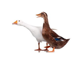 Duck and goose
