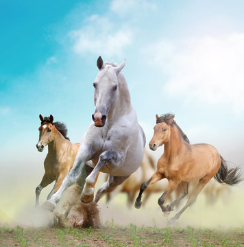 Fototapeta horses