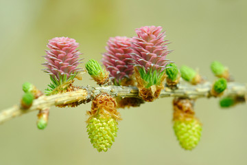 Larch strobiles
