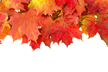 red autumn leaves frame