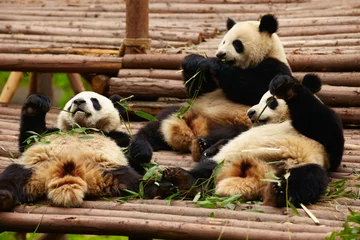 Crédence de cuisine en verre imprimé Panda Ours panda géant