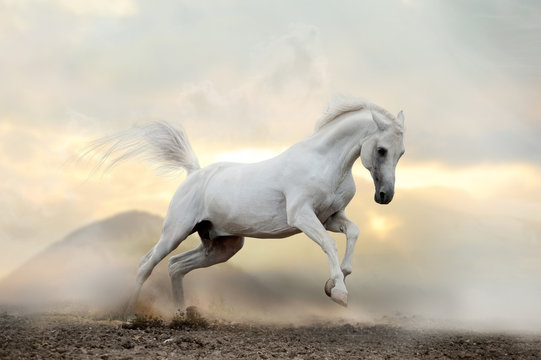 white arab stallion in dust