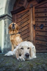 Two dogs on the street