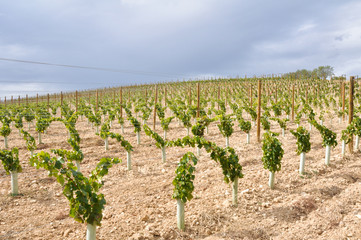 Fototapeta na wymiar Vineyard at La Rioja (Spain)