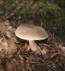 Pilz im Wald