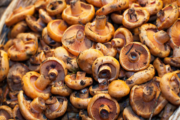 Lactarius deliciosus