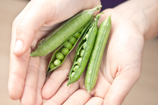 pea vegetable fresh food closeup in hands