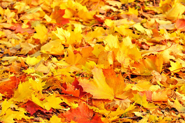 Colorful autumn maple leaves