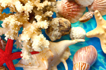 Sea coral with shells on blue background close-up