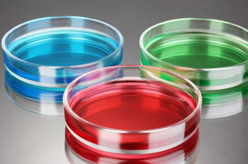 color liquid in petri dishes on grey background