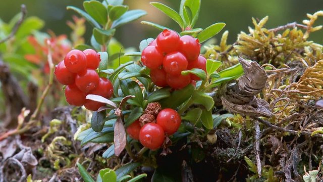 Blau- und Preiselbeeren