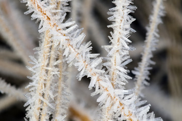 Hoarfrost on the straw