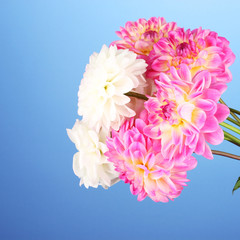 Bouquet of dahilas on color background