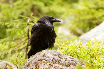 Raven