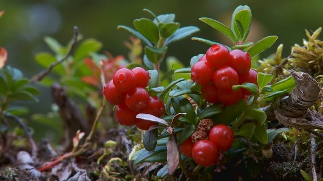 Blau- und Preiselbeeren