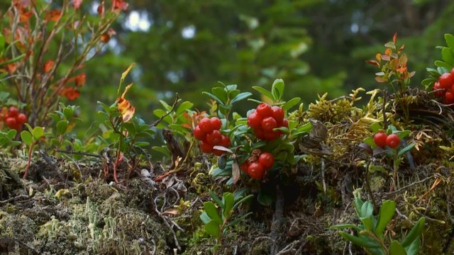 Blau- und Preiselbeeren